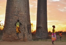 Madagascar : Morondave