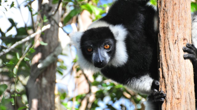 Madagascar : Andasibe